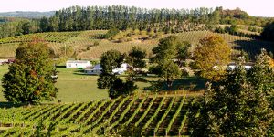 Leelenau Peninsula Wineries